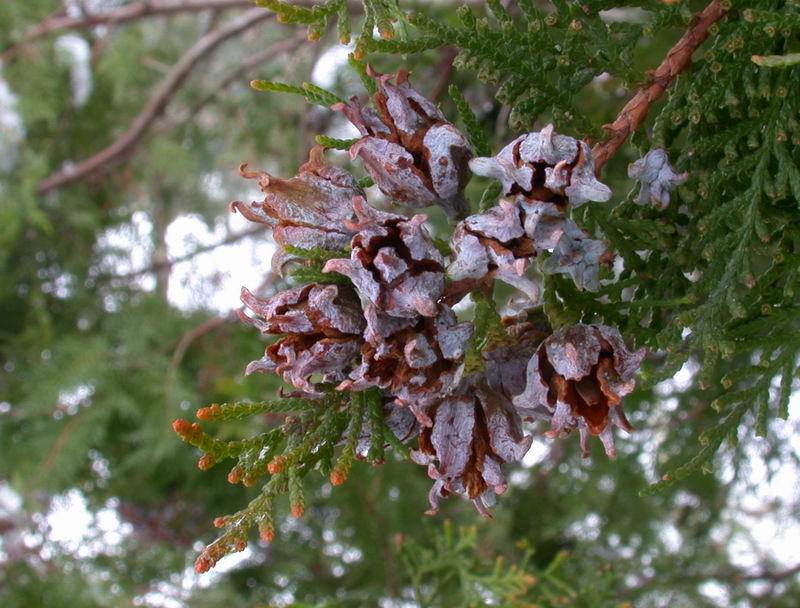 Thuja